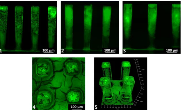 Fig. 4. Epiﬂuorescence pictures of micro-pillar patterned gold electrodes. Side views of (1) μP100NG-1, (2) μP125NG-1, (3) μP200NG-2, (4) and (5) are the top view and a 3D reconstruction of μP125NG-2.