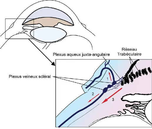 Figure 2 : voie d’élimination de l’humeur aqueuse, d’après Maggs 2013. Après avoir traversé le réseau trabéculaire uvéal,  l’humeur aqueuse rejoint le plexus aqueux juxta-angulaire puis le plexus veineux scléral, elle est ensuite drainée soit par  l’angle 