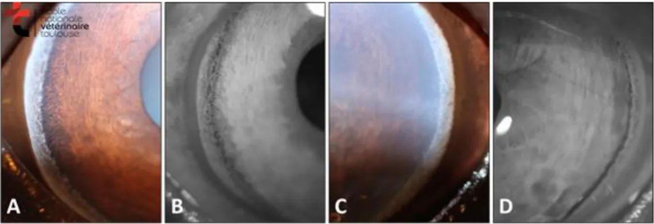 Figure 5 : aspect de l’angle iridocornéen chez un cheval atteint d’un glaucome de l’œil gauche (C,D) en comparaison avec  l’œil indemne (A,B)