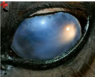 Figure  7 :  examen  rapproché  de  l’œil  gauche  du  cheval  de  la  fig  6.  Œdème  cornéen  diffus  génant  l’observation  de  la  chambre  antérieure  et  nombreuses  stries  de  Haab,  confirmant l’hypothèse de glaucome 