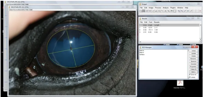 Figure 9 : Exemple d’utilisation du logiciel ImageJ® pour la mesure du diamètre pupillaire via une photographie prise  durant la phase de test