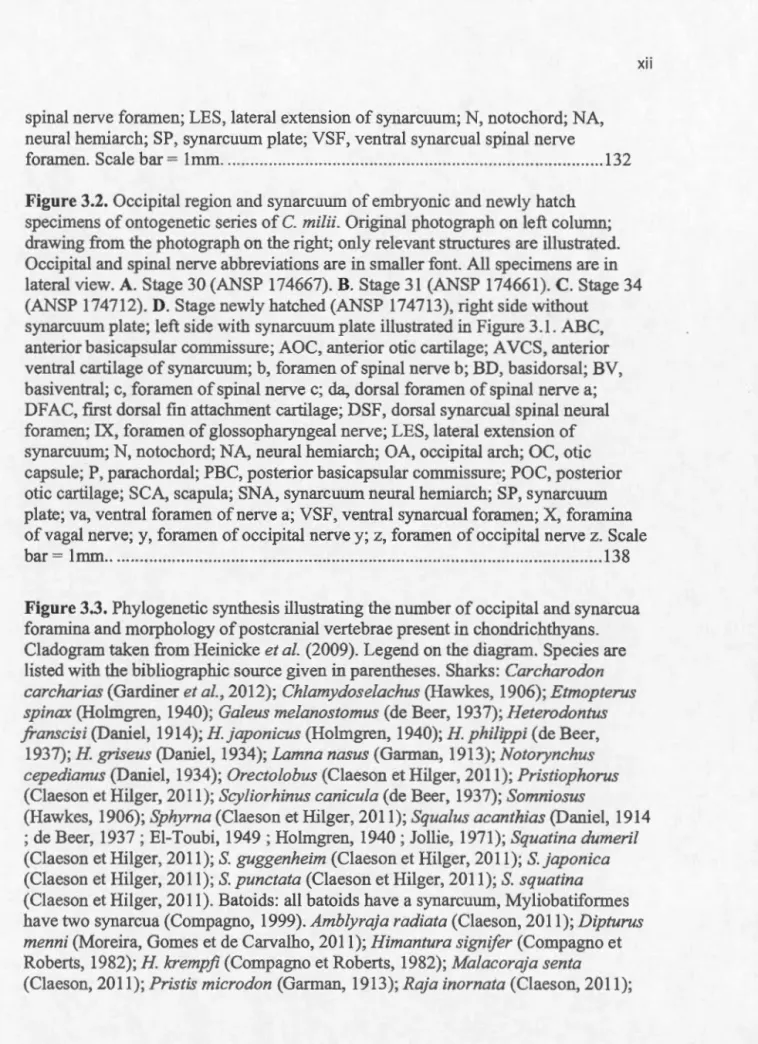 Figure 3.2.  Occipital region and synarcuum  of embryonic and newly hatch  specimens of ontogenetic series of  C