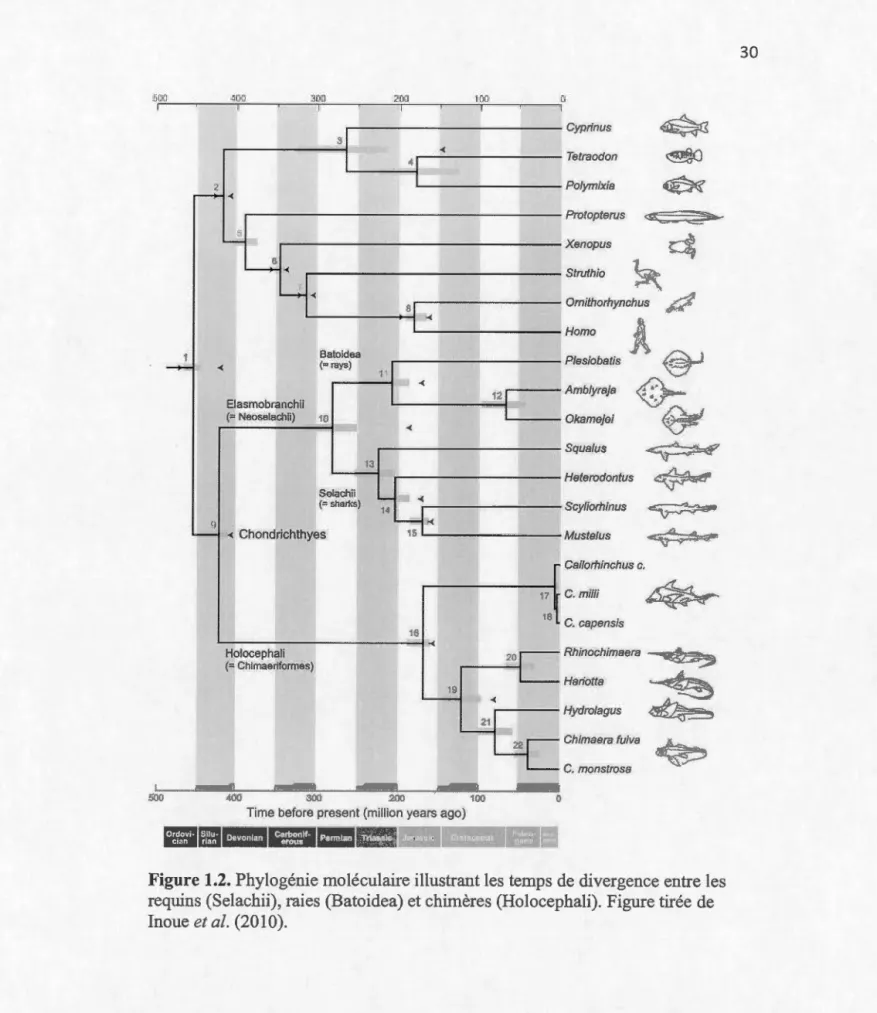 Figure 1.2.  Phylogénie  moléculaire illustrant  les  temps  de divergenc e entre  les 