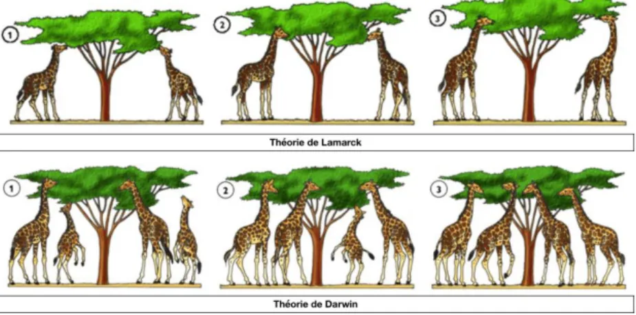Figure 2.11. Comparaison des théories de l’évolution de Lamarck et Darwin 