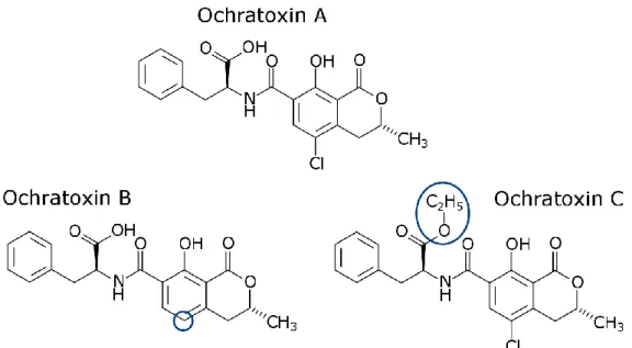 Figure  1:  Chemical  structure  of  ochratoxin  A,  ochratoxin  B  and  ochratoxin  C