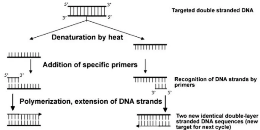 Figure 2: Schema of one PCR cycle for the amplification of DNA. 60