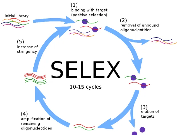 Figure 5: Standard SELEX strategy. Starting with initial library of random sequences, the  binding sequences (1) are isolated (2 -> 3) and amplified (4), before the cycle reiterates  at more stringent conditions (5 -> 1)