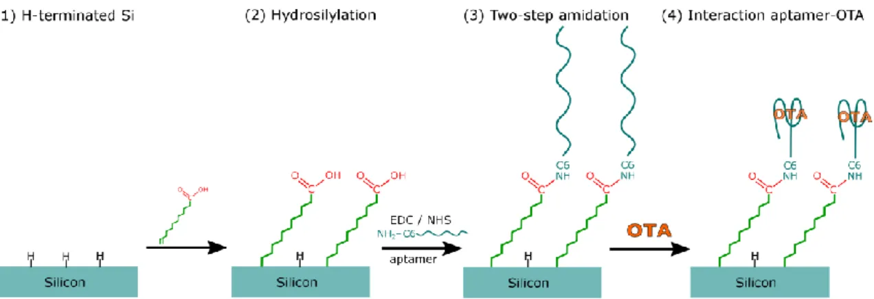 Figure  7:  Strategy  for  direct  detection  of  the  interaction  aptamer-OTA  on  crystalline  silicon surfaces