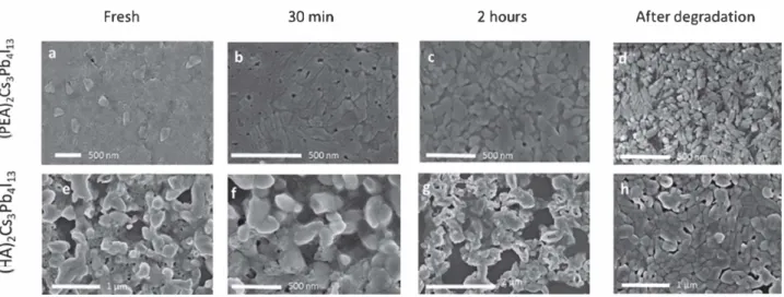 Figure 8. SEM micrographs of fresh films,  films after 30 min,  2 h, and films after degradation ( 48 h), where  n  = 4, for both barrier molecules