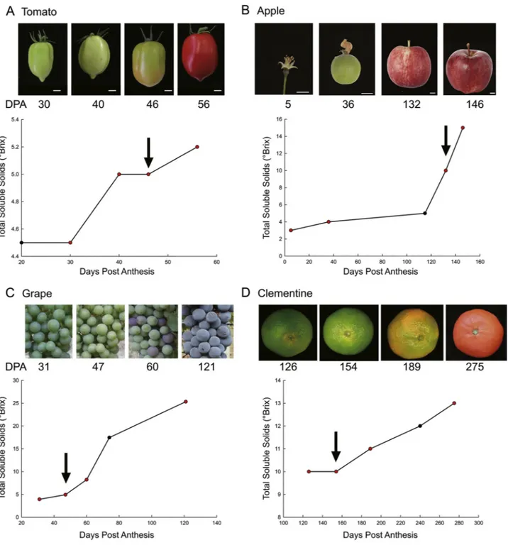 Fig. 5. Pictures of fruit sampled for RNAseq analyses, and Brix changes over these fruit development, red dots correspond to sampling dates for the RNAseq