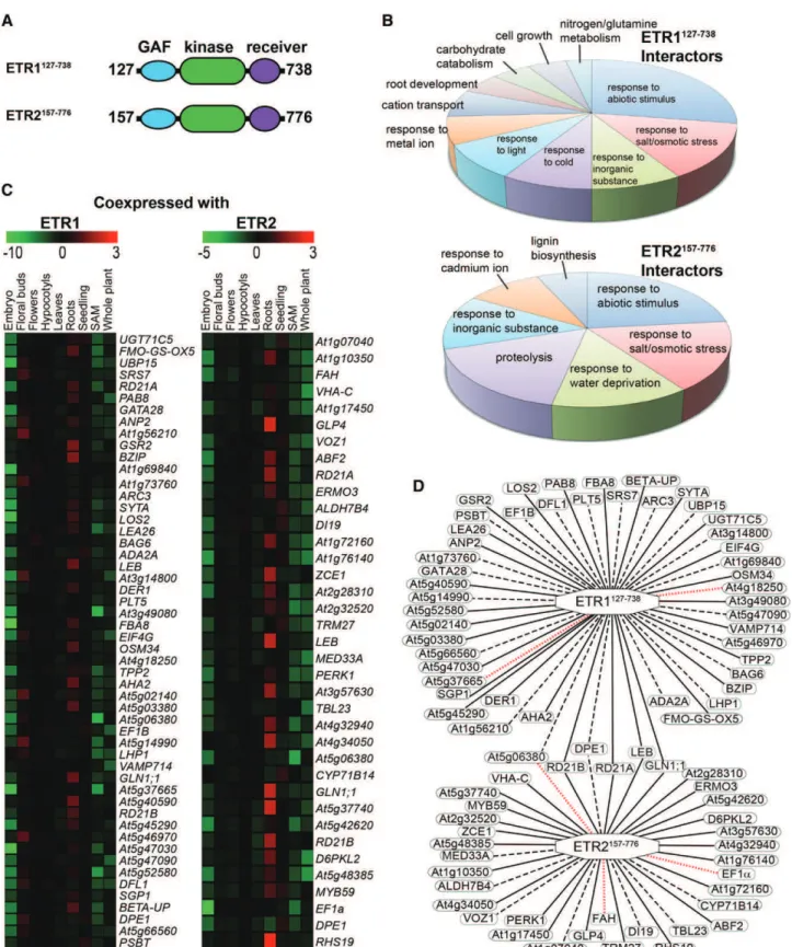 Figure 8. Yeast two-hybrid screen using the cytosolic domains of ETR1 and ETR2 reveals putative overlapping and nonover- nonover-lapping interaction partners