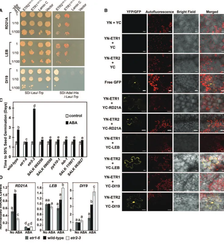 Figure 9. Three interaction partners affect seed germination in response to ABA. A, Cotransformation analysis was carried out as described in the “Materials and Methods”