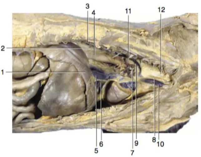 Figure 10 : Vue latérale droite de la cavité thoracique canine; le poumon et une grande partie du péricarde ont été  enlevés