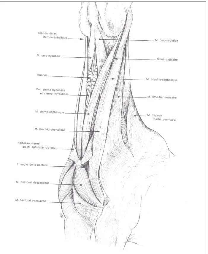 Figure 17 : Muscles de la région cervicale ventrale du cheval. Vue ventrale, tête étendue (d'après Barone, 1989)