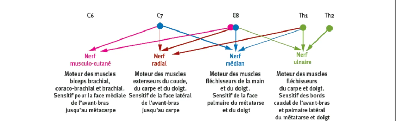 Figure 22 : Racines des nerfs destinés aux bras, avant-bras et main (d’après (Boulocher, Sawaya, 2008))