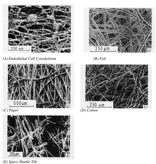 Figure 1-2 Micrographic comparison of the cytoskeleton network with other fibrous materials’  networked structure ((A): Hartwig, 1992; (B)-(E): Gibson and Ashby, 1999)