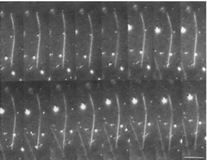Figure 1-14 Dark-field microscopy reveals that the high rigidity of the microtubule leads to very  small fluctuations in curvature (Gittes et al., 1993)