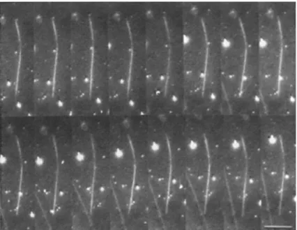 Figure 1-14 Dark-field microscopy reveals that the high rigidity of the microtubule leads to very  small fluctuations in curvature (Gittes et al., 1993)