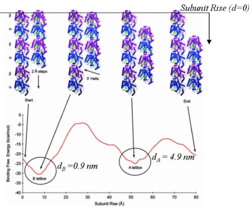 Figure 2-2 Binding free energy between two protofilaments as a function of subunit rise between  adjacent dimers (modified from Sept et al., 2003)