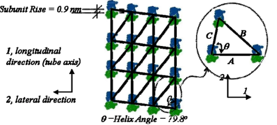 Figure 2-5 A schematic of the B-lattice sheet model is presented here depicting the subunit rise,  helix angle and the RVE