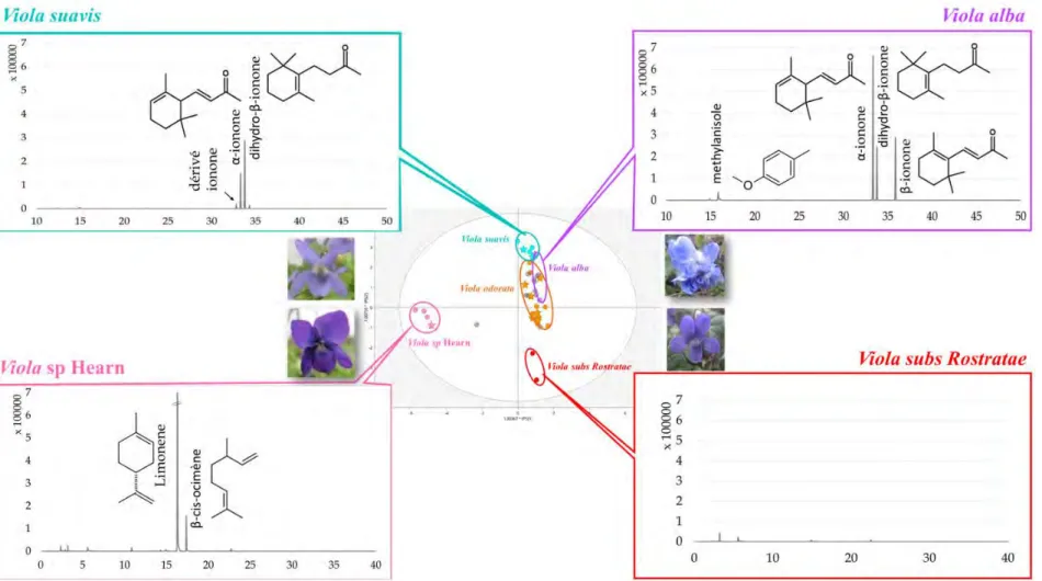 Figure 26. Mise en relation des profils volatils des violettes et de leur affiliation à une espèce particulière