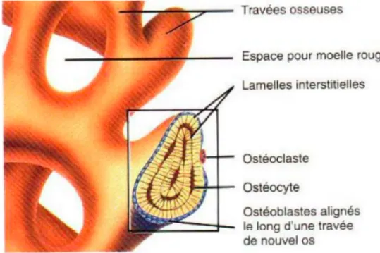 Figure  3 :  Vue  focalisée  sur  des  travées  d’os  spongieux.  Extrait  de  Principes  d’anatomie et de physiologie, 3 e  édition, Tortora G.J