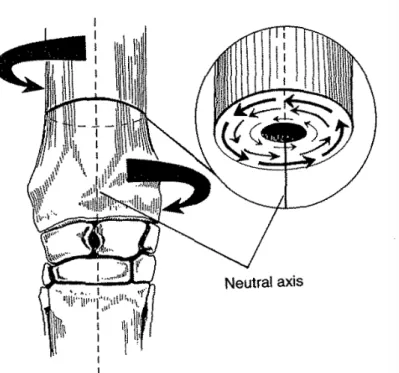 Figure 11 : Schéma en coupe transversale d’un radius soumis à une charge en torsion,  la distribution des contraintes autour de l’axe central neutre est représentée