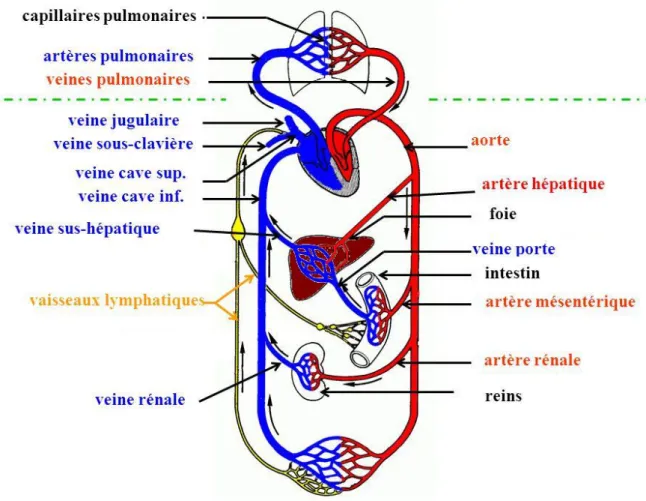 Figure 30 : Système vasculaire avec représentation des circulations pulmonaire et systémique 