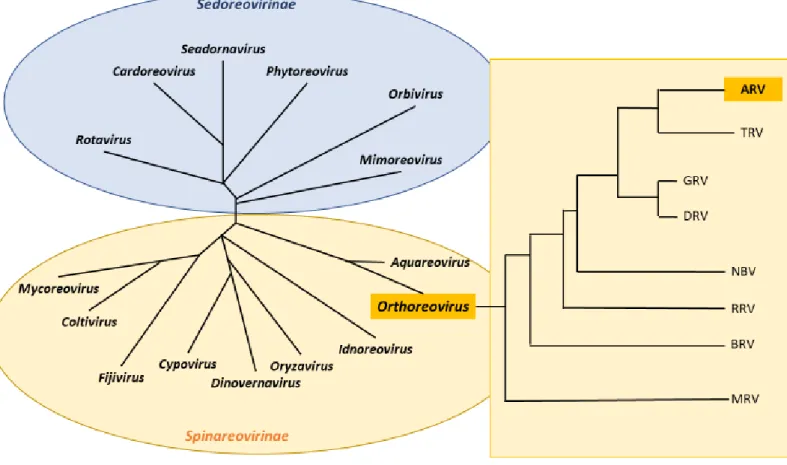 Figure 1 :  Place des ARV dans l'arbre phylogénétique des Reoviridae (d’après International Committee on Taxonomy of Viruses,  King 2012) 