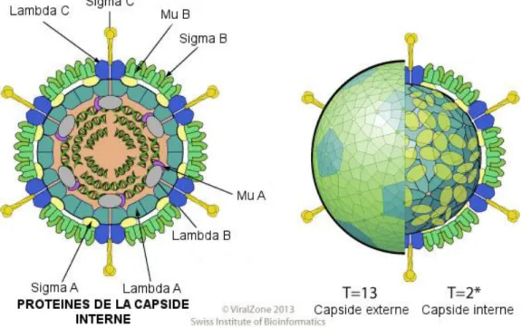 Figure 2 : Structure virale des Orthoréovirus aviaires (d’après ViralZone 2013) 