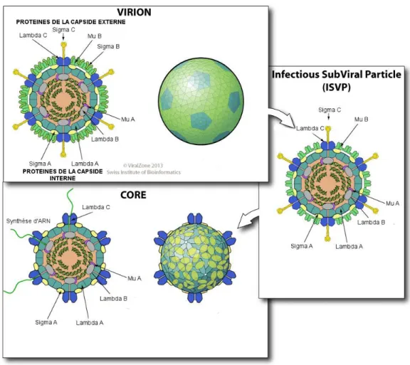 Figure 4 : Maturation des orthoréovirus (ViralZone 2013) 