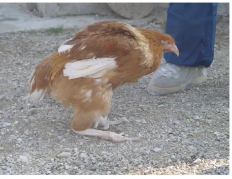 Figure 5 : Posture anormale chez un poulet Label Rouge atteint  d’arthrite virale (Ecole Nationale Vétérinaire de Toulouse) 