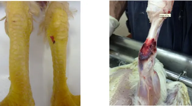 Figure 6 : 1) A gauche : Gonflement unilatéral du tendon gastrocnémien chez un poulet Label (ENVT)   2) A droite : Rupture du tendon fléchisseur des doigts chez un poulet standard de 32 jours (Sellers 2017) 