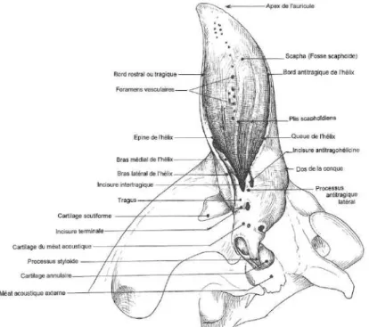 Figure 2 : Cartilages de l'auricule (d’après Barone, 2010b) 