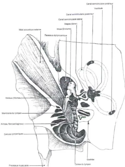 Figure 6 : Coupe transversale de la partie pétrotympanique de l'os temporal gauche du  cheval (d’après Barone, 2010b) 