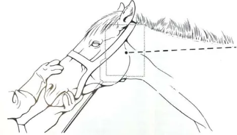 Figure 31 : Positionnement de la tête du cheval et de la cassette pour la réalisation d'une  vue latérale (d’après Schebitz et Wilkens, 1986) 