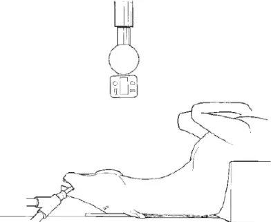 Figure 32 : Position du cheval et de la cassette pour obtenir une vue ventrodorsale sur un  cheval sous anesthésie générale (d’après Butler et al., 2017) 