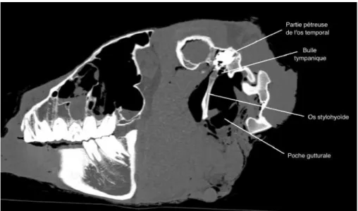 Figure 38 : Image de scanner d'une tête de cadavre de cheval en coupe sagittale au niveau  des structures auriculaires 