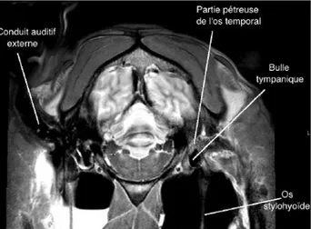Figure 41 : Image IRM d'une tête de cadavre de cheval en coupe transversale (séquence  T2) (Image fournie par l’URM Inserm/UPS 1214 ToNIC) 