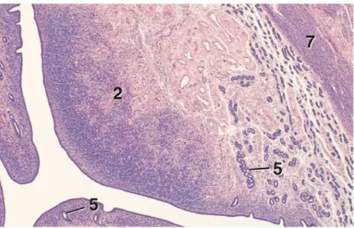 Fig. 3. Aspect histologique d’une caroncule d’utérus bovin. Grossissement  ´12,5. Légende : 2,  caroncule ; 5, glandes utérines ; 7, myomètre (couche circulaire)