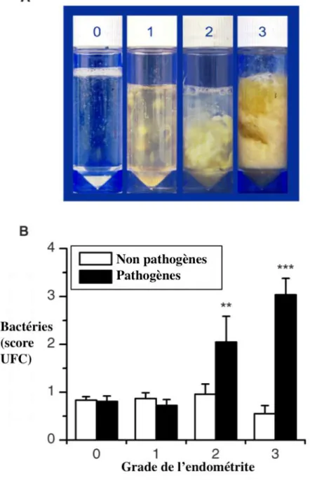 Fig.  13.  Le  grade  de  l’endométrite  clinique  reflète  le  titre  des  bactéries  pathogènes