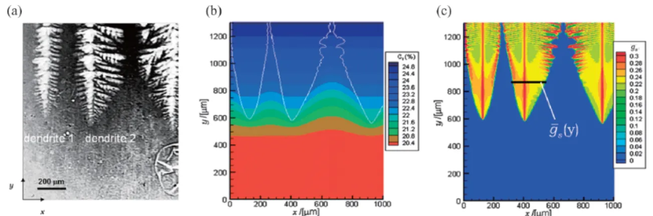 Figure I.14 Exemple de simulation par champ de phase mésoscopique [Del10] : (a) croissance expérimentale de trois dendrites dans un alliage Al-20%pds Cu, et prédictions (b) du champ de composition et de l'enveloppe de grain, et (c) de la fraction solide mo