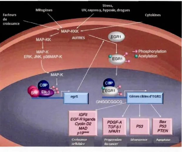 Figure  1.2.  Mécanisme  d'activation  d 'EGRl.  L ' activation  d' EGRJ  se  fait  principalement  au  niveau  transcriptionnel ,  suite  à  l' activation  de  protéin es  de  la  famille  des  MAP  kinases 