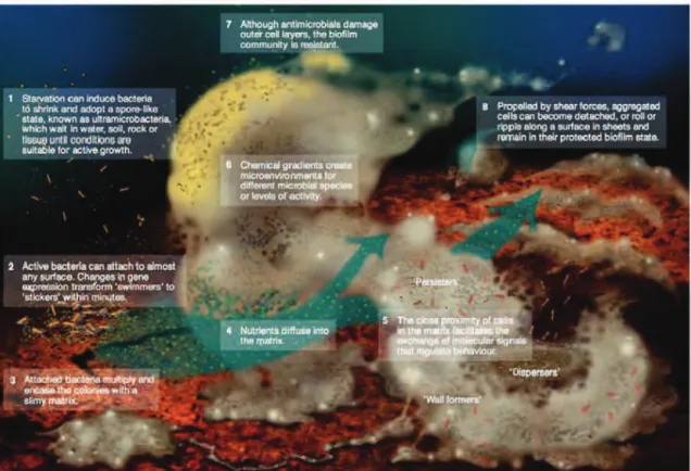 Figure 1.3: Conceptual drawing of bioﬁlm formation and maturation from Hall-Stoodley &amp; Stoodley, 2002 [ 88 ].