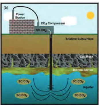 Figure 2.3: Conceptual illustration of a bioﬁlm barrier in super-critical CO 2 storage [ 150 ].