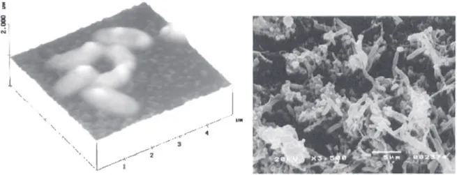 Figure 3.1: Left: AFM view of a 3-week old bioﬁlm of a sulfate-reducing bacterium of genus Desulfrovibrio [ 19 ], the cells are seen to form a close aggregate