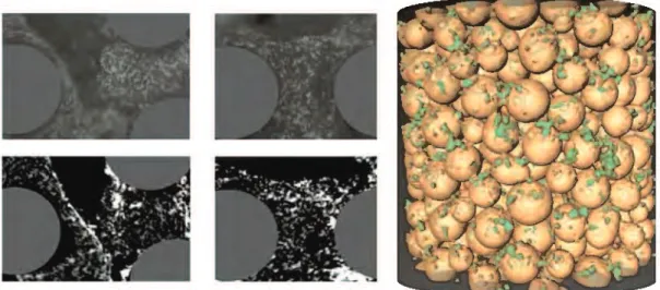 Figure 3.14: Left: images of bioﬁlm in 2D porous media by light microscopy (top) and X- X-ray CMT (bottom)