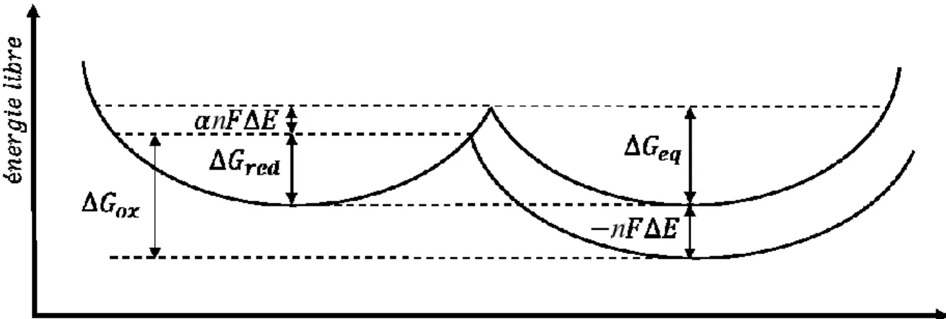 Figure 3. Diagramme d’énergie d’une espèce électroactive qui subit une réduction  (69) 