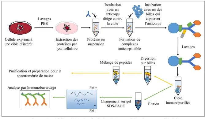 Figure 1 – Méthodologie générale de la purification par affinité  