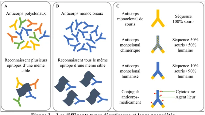 Figure 2 – Les différents types d’anticorps et leurs propriétés  